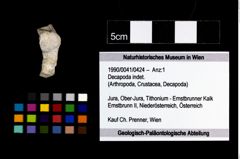 Foto (Objekt + Etikett) von Decapoda indet.  (NHMW-GEO-1990-0041-0424)